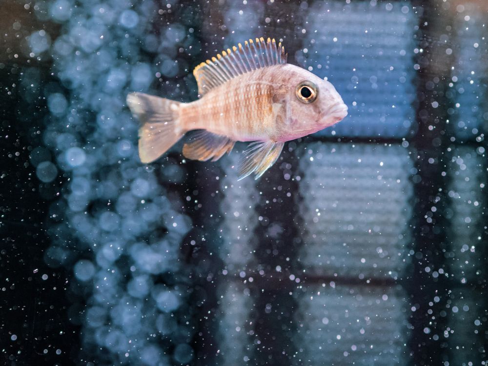 Exotic fish in aquarium