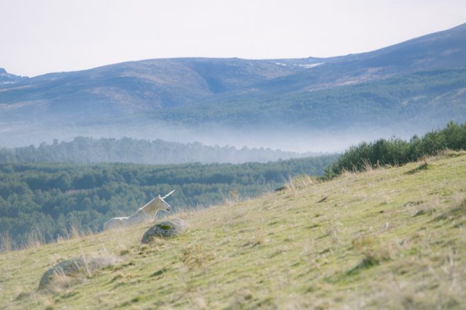 Unicorn walking in mountains