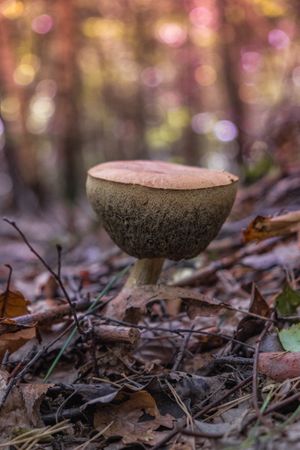 Single boletus mushroom growing in fall forest