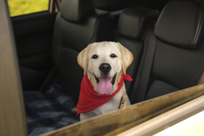 Beautiful labrador retriever dog in car