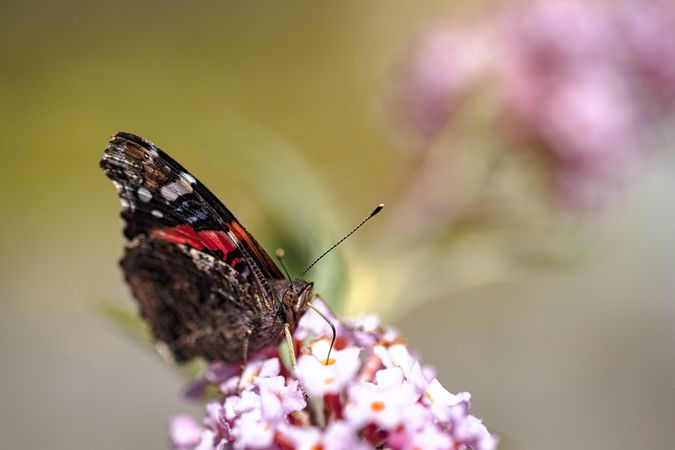 Side view of red admirable butterfly hanging off pink flower, copy space
