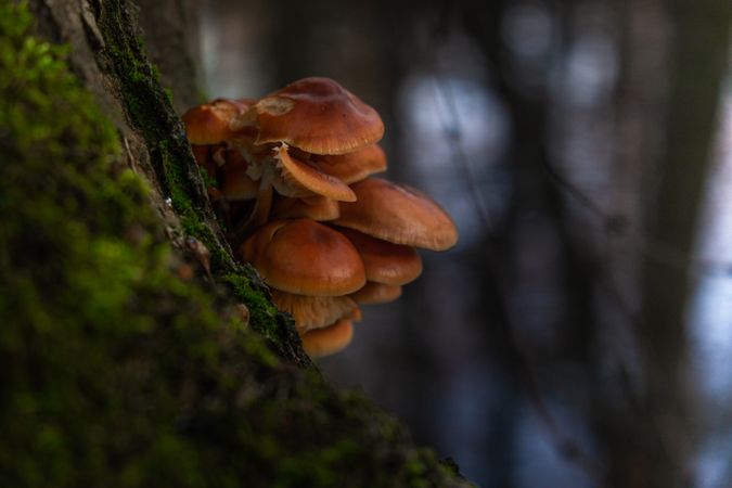 Group of brown mushrooms growing on side of mossy tree