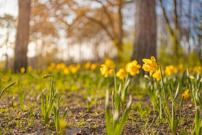 Daffodils growing wild outside