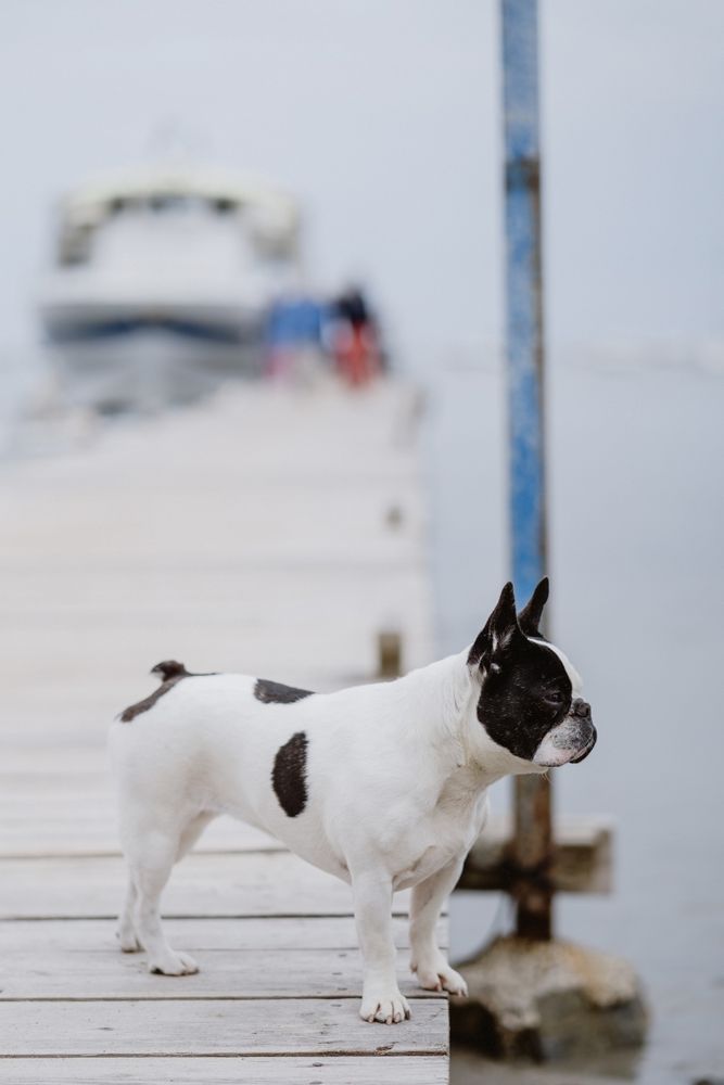 Cute dog on pier near sea