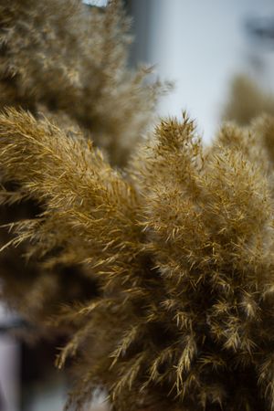 Dried water grass in the bouquet