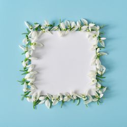 Snowdrop flowers bordering paper card on blue background