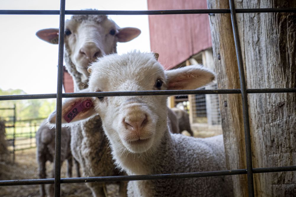 Cute baby lamb reaching its nose from behind a fence in a pen waiting to be fed