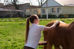 Woman brushing horse's back