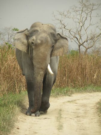 Elephant in the sun
