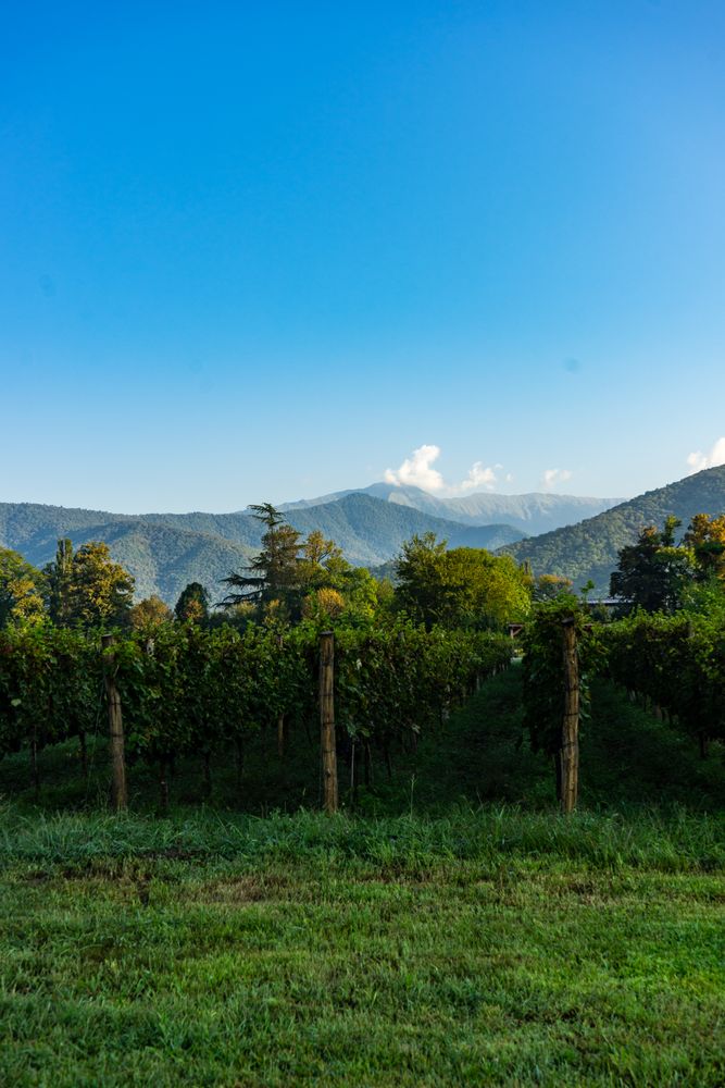 The vineyard in Lopota with mountain in background
