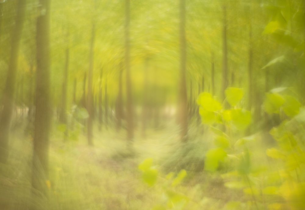 Blurred trees in forest