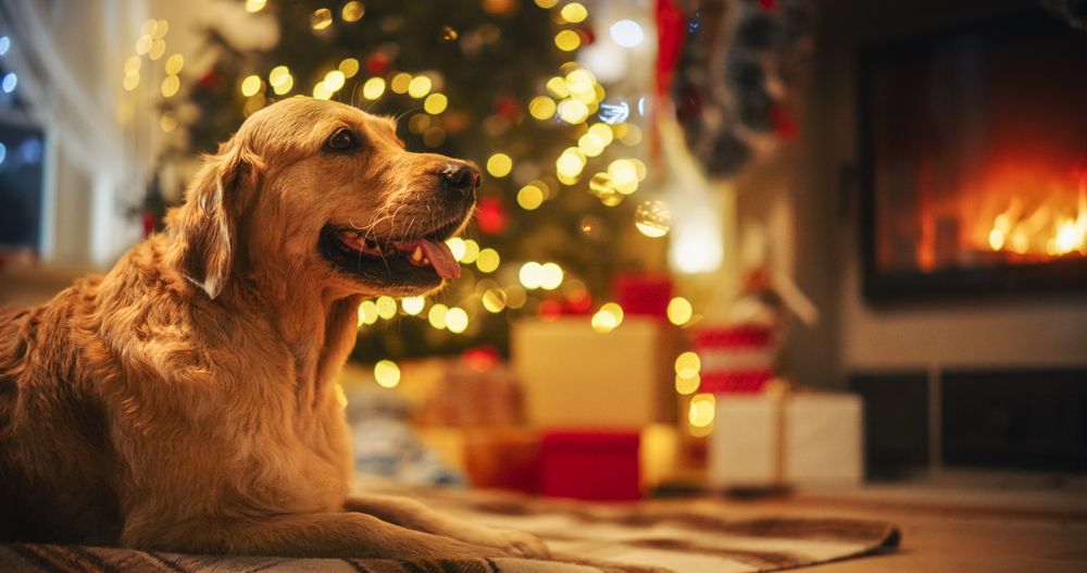 Cute Purebred Golden Retriever Enjoying the Warmth Inside on a Winter Snowy Night