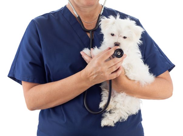 Female Veterinarian with Stethoscope Holding Young Maltese Puppy