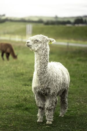 Llama animal standing in farm livestock pin