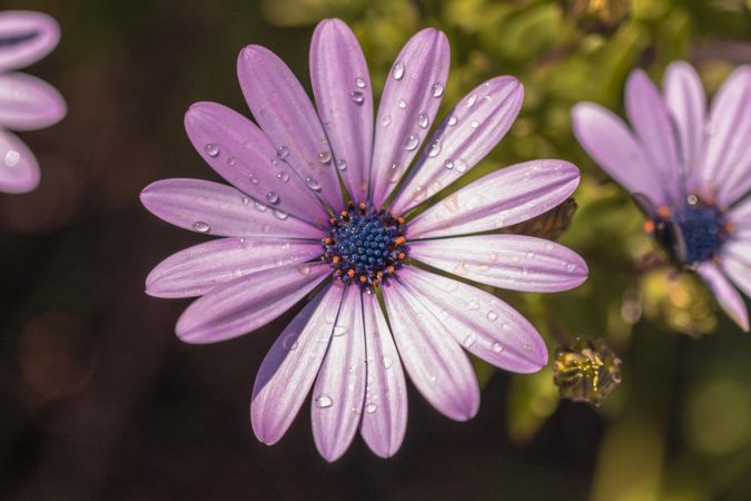 Purple daisy with droplets and blue pink center