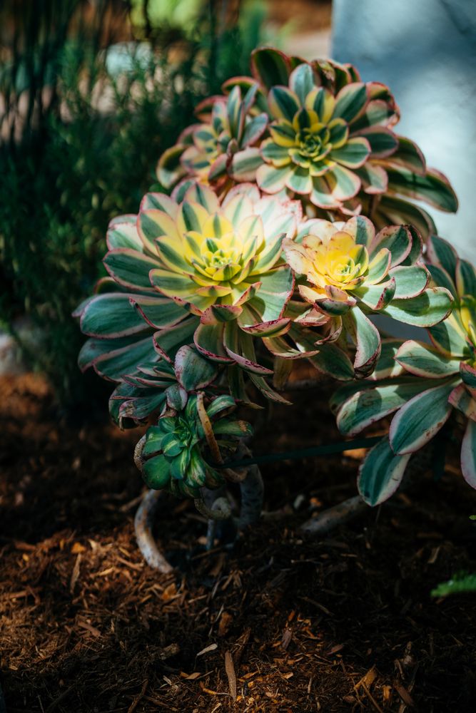 Colorful succulent