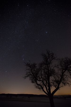 Outline of tree on dark starry night