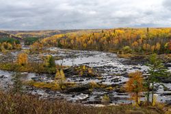 Overview of yellow forest in fall