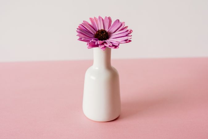 Violet daisy flowers in a pink and white background