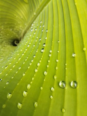 water drop on banana leaf with natural lighting