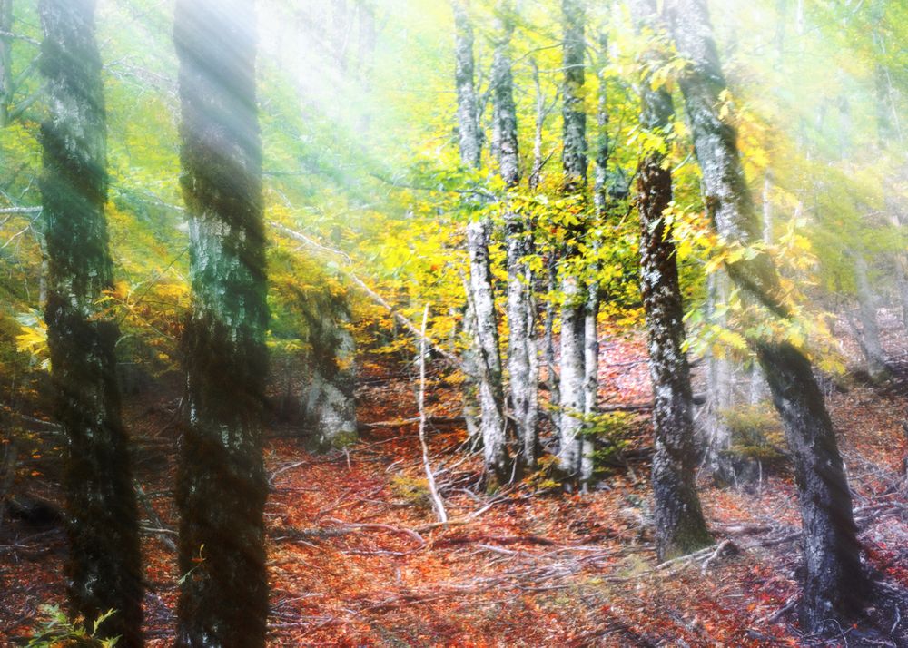 Blurred trees in forest