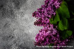 Top view of lilac flowers on grey counter 0V6OAG