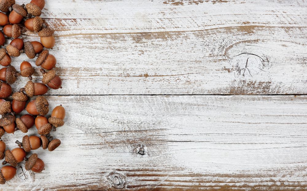 Autumn decorations with real acorns on rustic wooden boards for Halloween or Thanksgiving