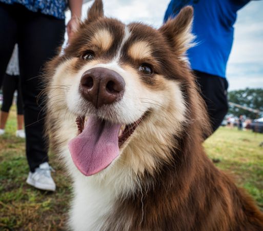 Beautiful dogs at an outdoor dog show.