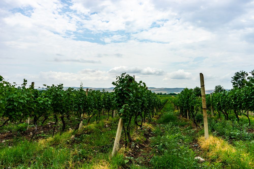 Vineyard in Kakheti region, Georgia