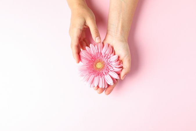 Female hands hold gerbera on color background, space for text
