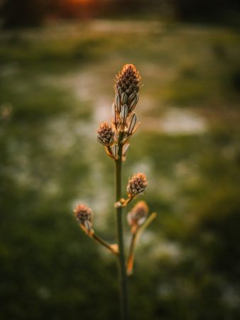 Beautiful flower in picturesque landscape at sunset