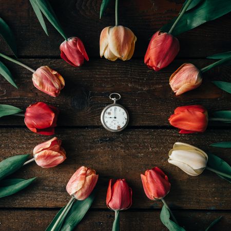 Circle of tulips on wooden background with clock
