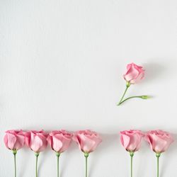 Row of pink roses and leaves