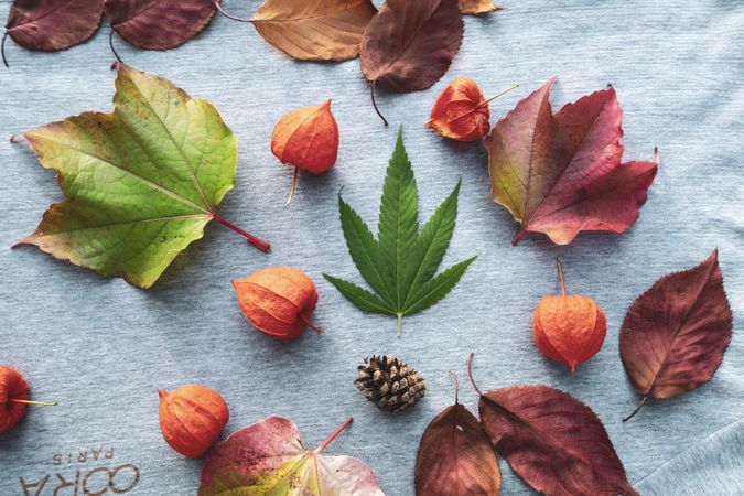 Autumn spread of physalis fruit, seasonal leaves and marijuana leaves