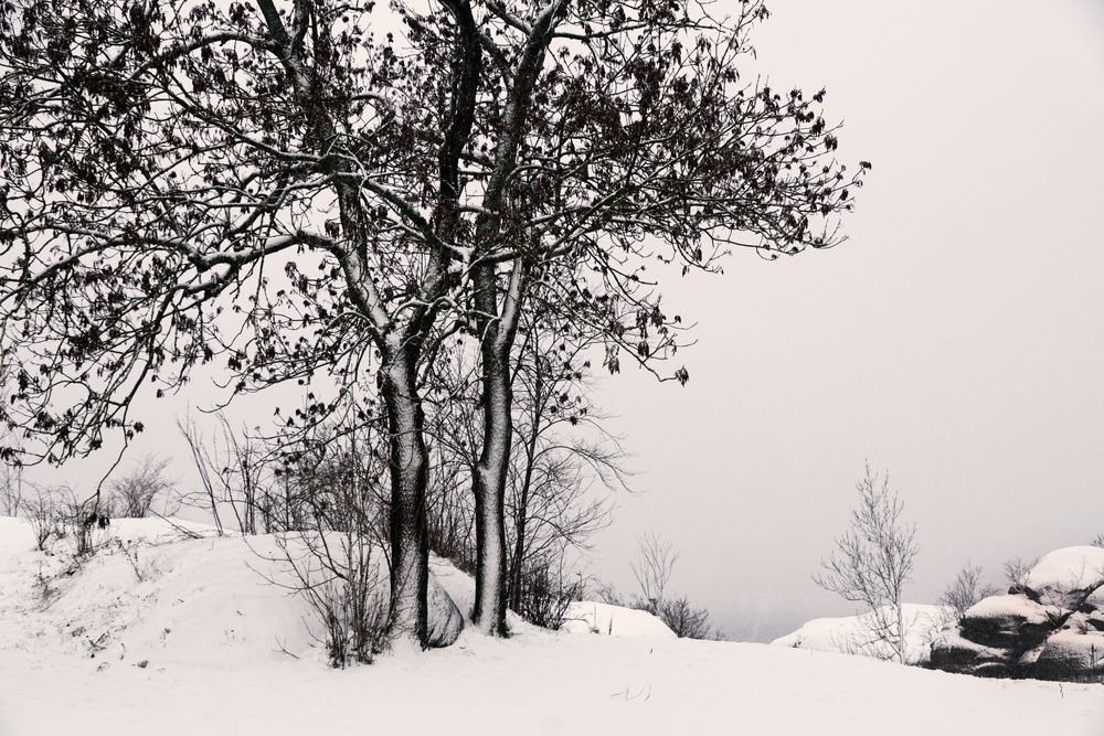 Leafless trees in winter countryside