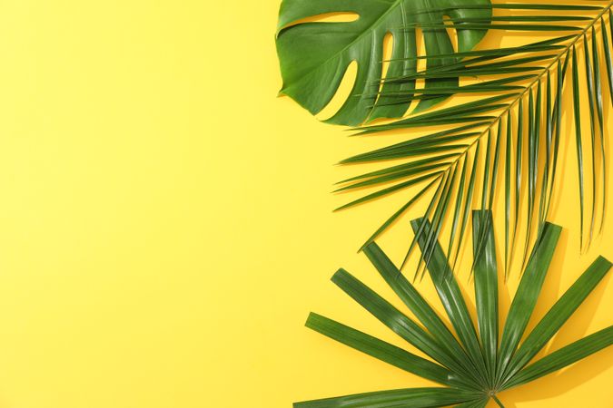 Different palm leaves on yellow background, copy space