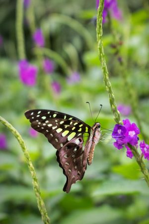 A beautiful Tailed Jay Butterfly perched on tarpeta flowers at a park in Mumbai, India