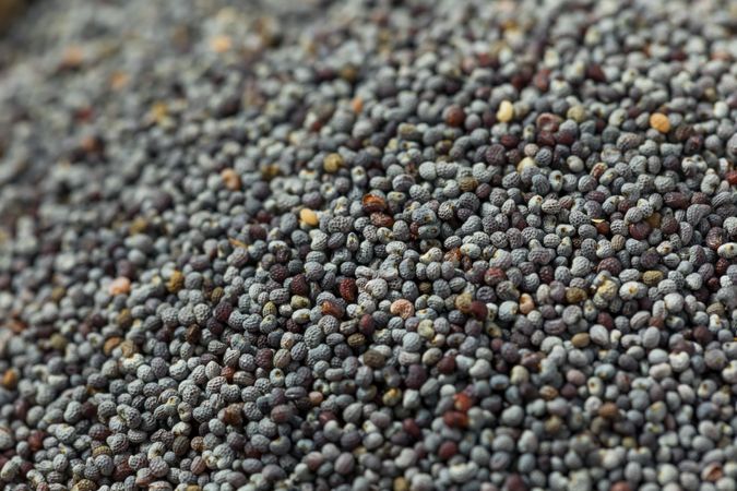 Organic Raw Dry Poppyseeds