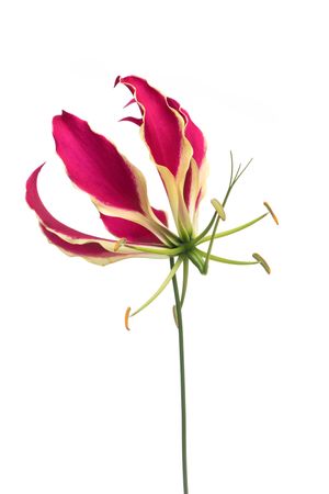 One single blooming gloriosa, glory lily flower isolated at a light background