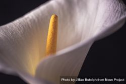 Close up of calla lily in dark room 5kYrob