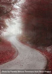 Alley through misty forest in autumn colors 4MBjyb