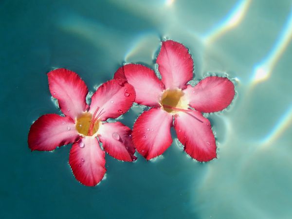 Two red flowers in water