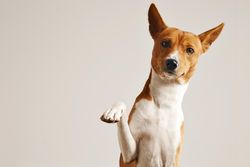 Dog with paw up