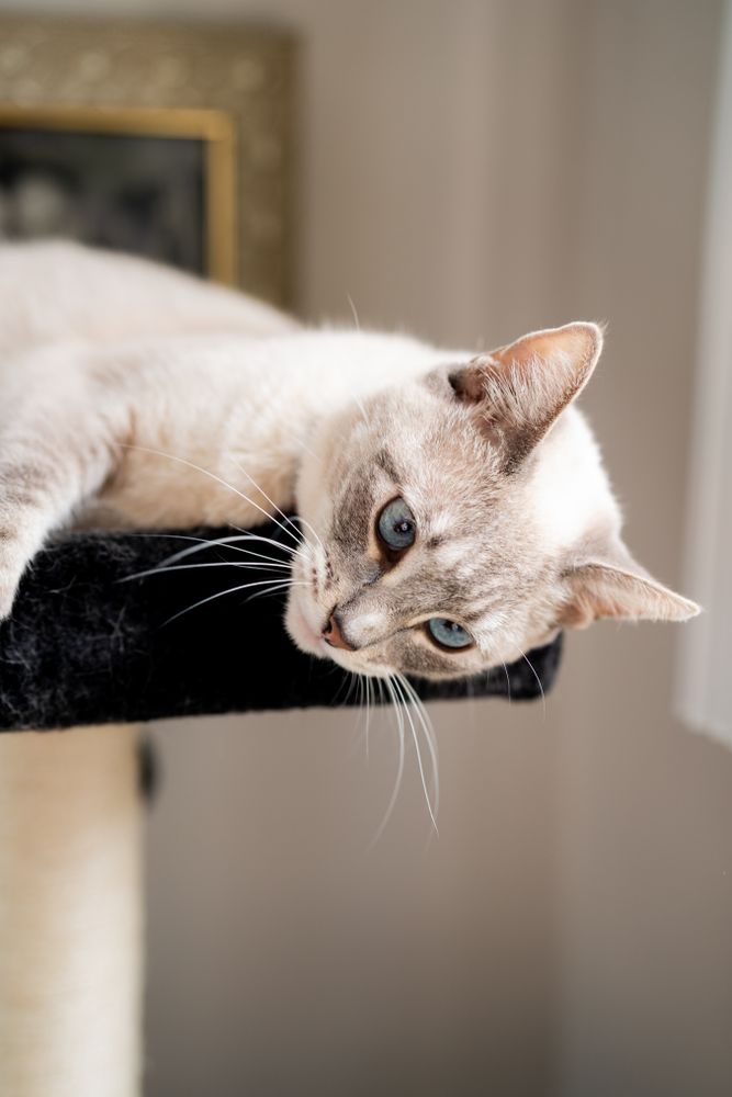 Close up of cat’s face