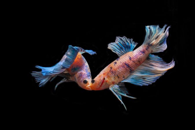 Two Betta Fishes On dark Background