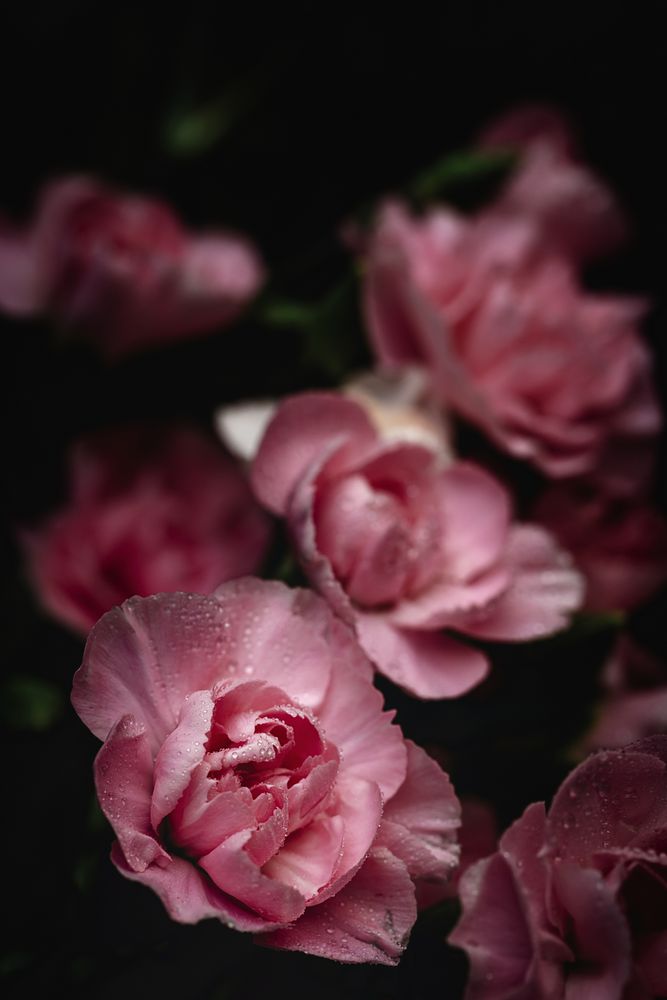 bouquet of pink carnations flowers