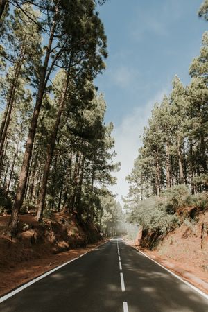 Asphalt road in the meddle of a forest
