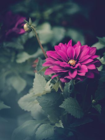 Pretty flower growing in garden
