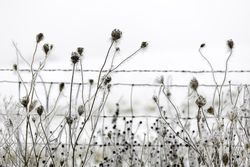 Frosted dry plants in the wintertime along a snowy farm fence