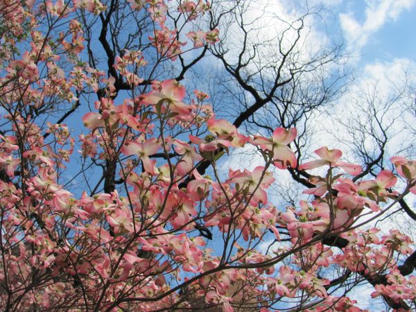 Cherry Blossom Tree